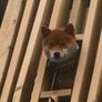 팔팔스패밀리