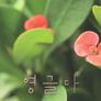 영글다