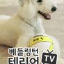 베들링턴테리어TV