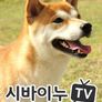 시바이누TV