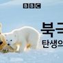 북극곰 탄생의 비밀