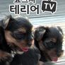 요크셔테리어TV