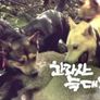다큐프라임- 한라산 늑대개