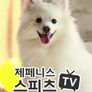 제페니스스피츠TV