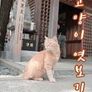캣TV 시즌 3 - 고양이 엿보기