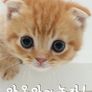 캣TV 시즌 1 - 야옹아 놀자