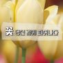 꽃, 당신 곁에 피어나다