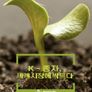 K-종자, 세계 시장에 싹트다
