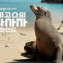 갈라파고스의 바다사자 비하인드