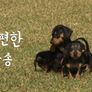 닥스훈트TV 스틸컷