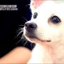 파트라슈 스틸컷