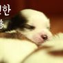시츄TV 스틸컷