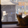 SAVE THE CAT 스틸컷