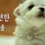 몰티즈TV 스틸컷