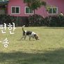 비글TV 스틸컷