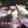 아이러브펫 스틸컷