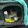 고양이를 부탁해 시즌 6 스틸컷