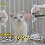 냐옹은 페이크다 스틸컷