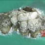 성난 물고기 스틸컷