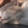 베르나르 베르베르의 고양이 사전 스틸컷