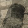 다큐프라임 - 1935코레아 스텐베리만의 기억 스틸컷