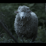 양 스틸컷