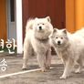 사모예드TV 스틸컷