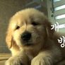 골든 리트리버TV 스틸컷