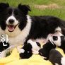 보더 콜리TV 스틸컷
