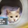 류수영의 동물티비 스틸컷