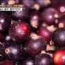 슈퍼푸드의 비밀 천년만년 스틸컷