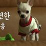 치와와TV 스틸컷