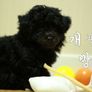 푸들TV 스틸컷