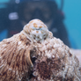 문어의 비밀 스틸컷