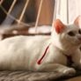 고양이 사무라이 스틸컷