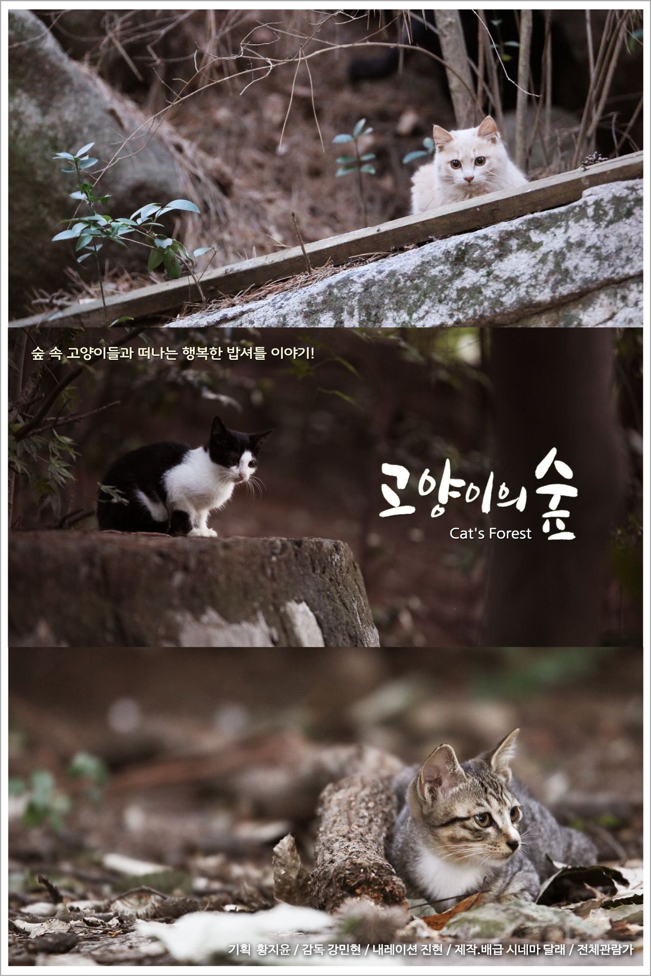 고양이의 숲