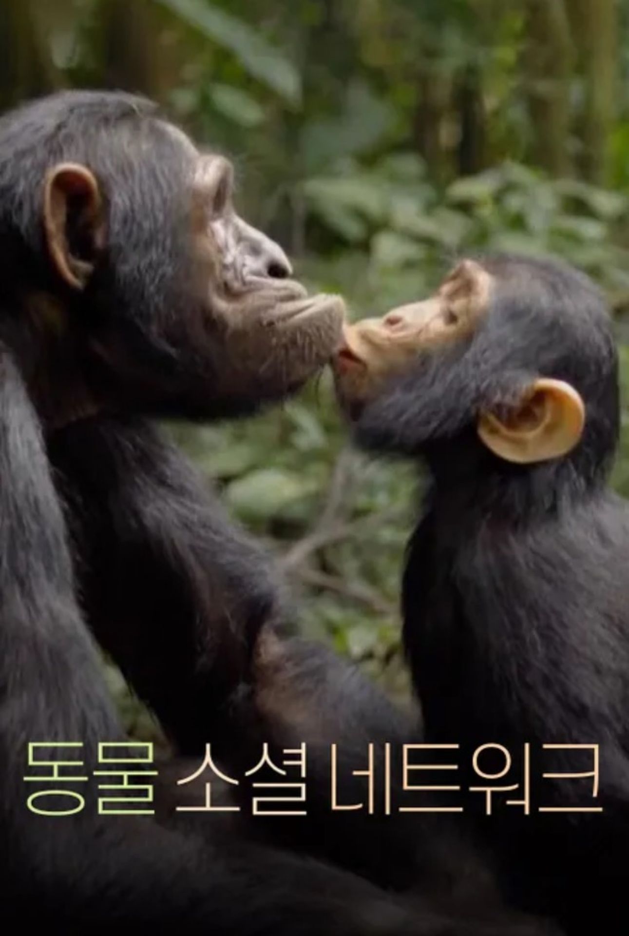 동물 소셜 네트워크