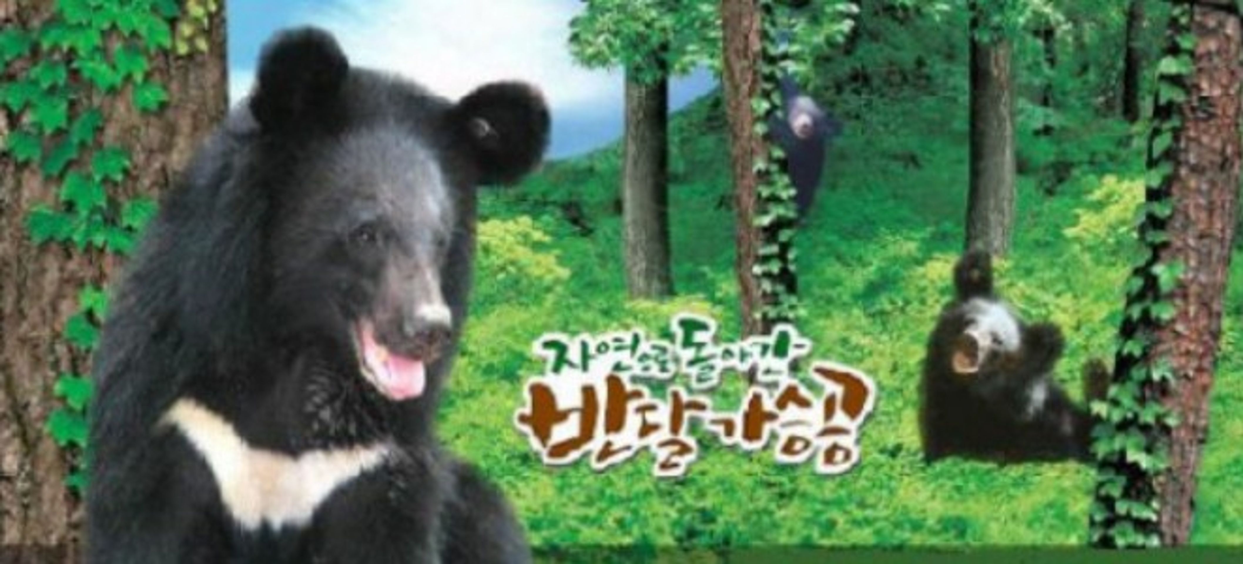 자연으로 돌아간 반달가슴곰