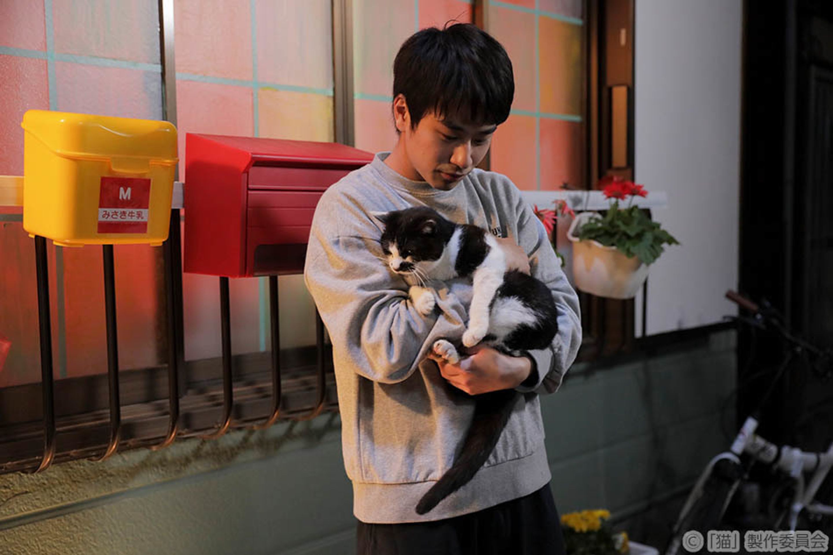 고양이