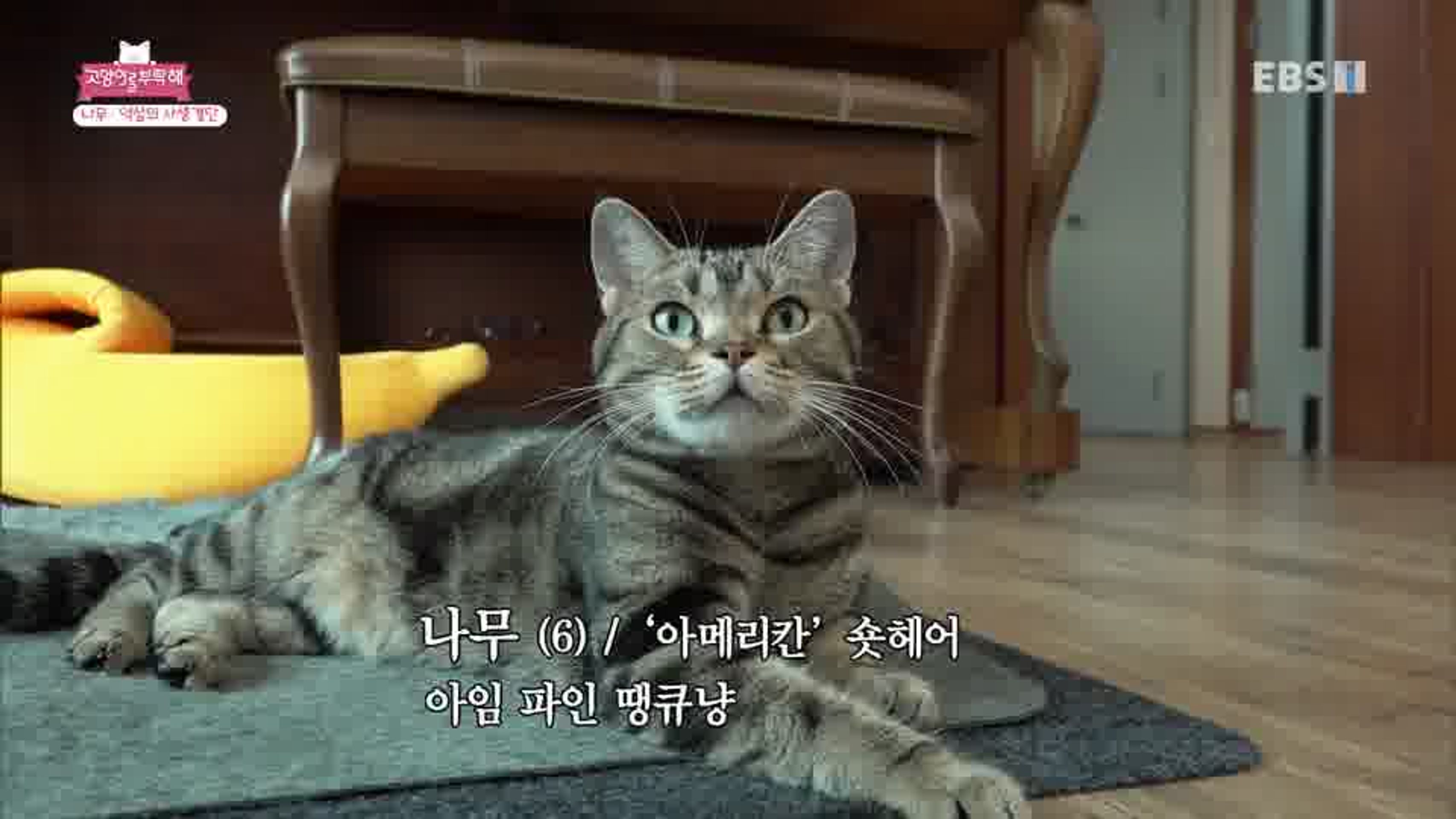 고양이를 부탁해 시즌 3