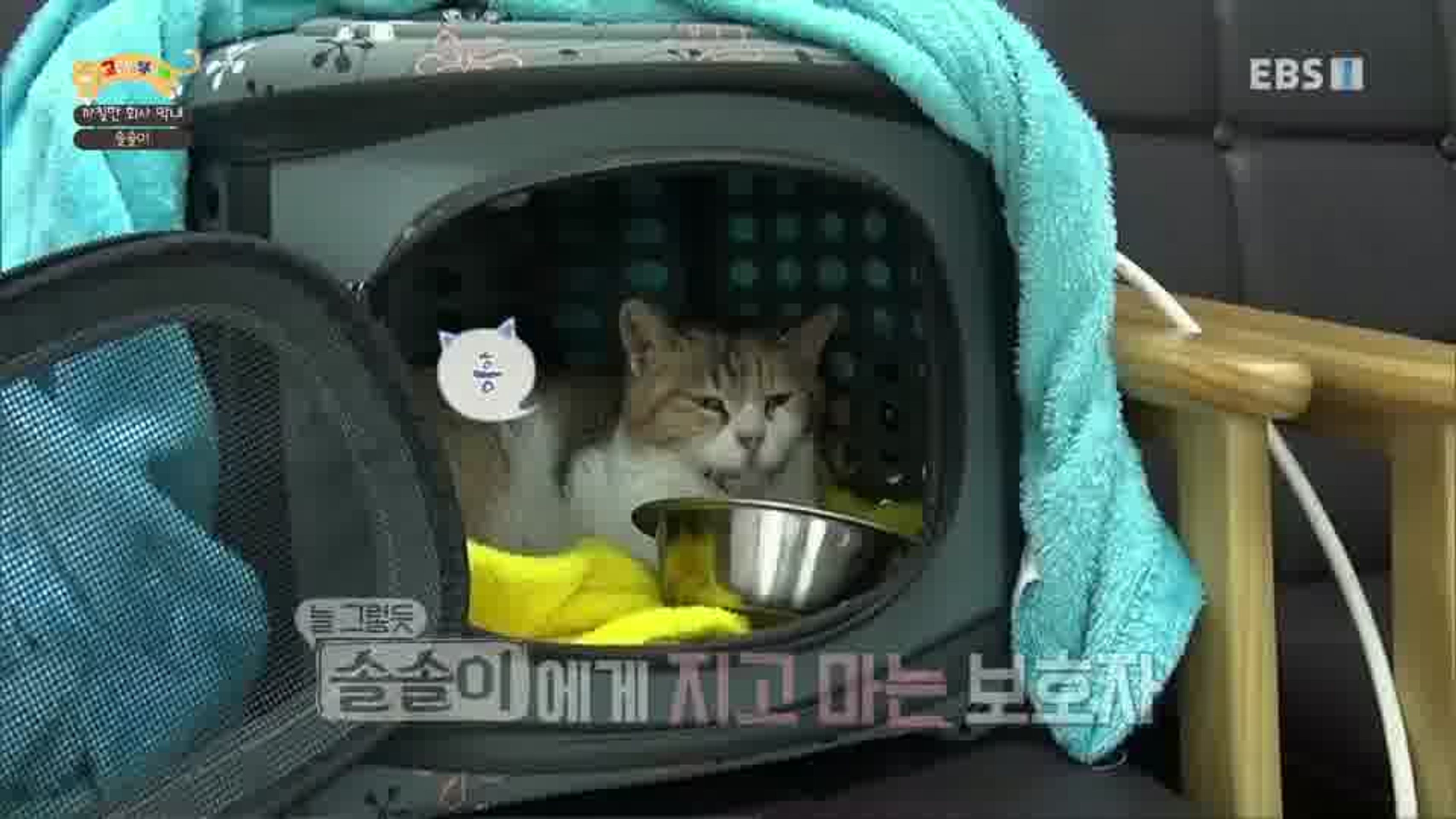 고양이를 부탁해 시즌 6