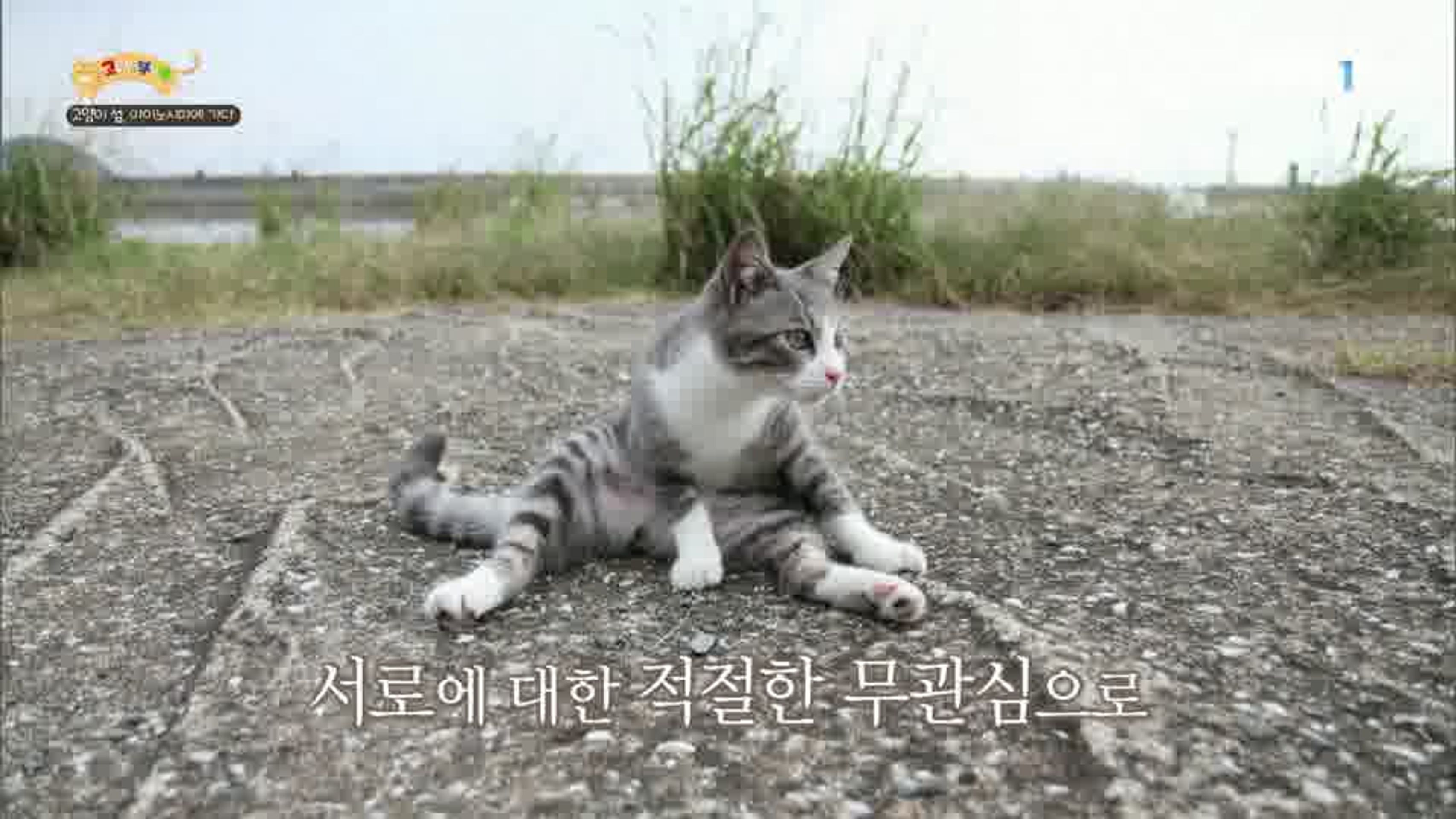 고양이를 부탁해 시즌 2