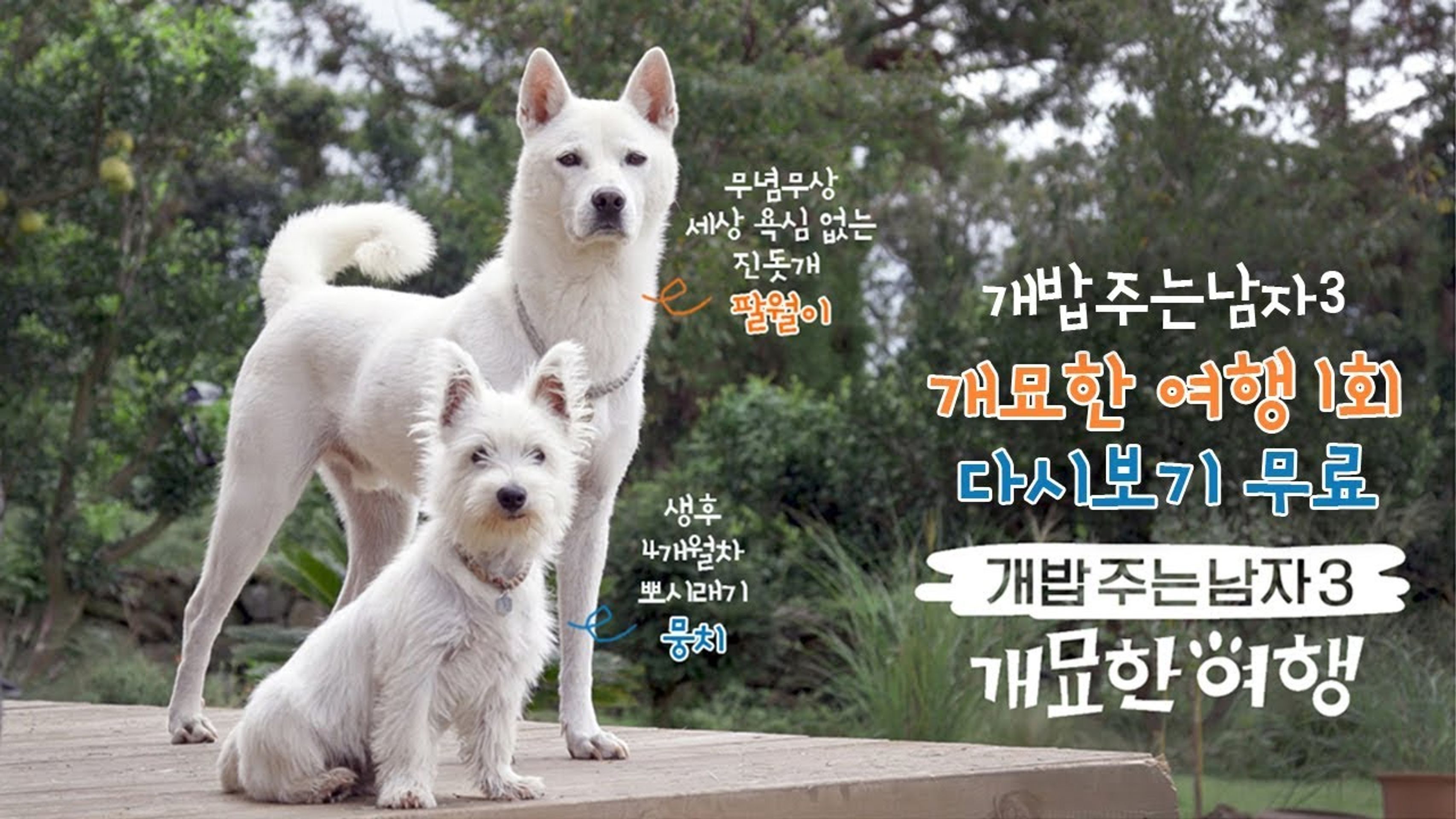 개밥 주는 남자 개묘한 여행
