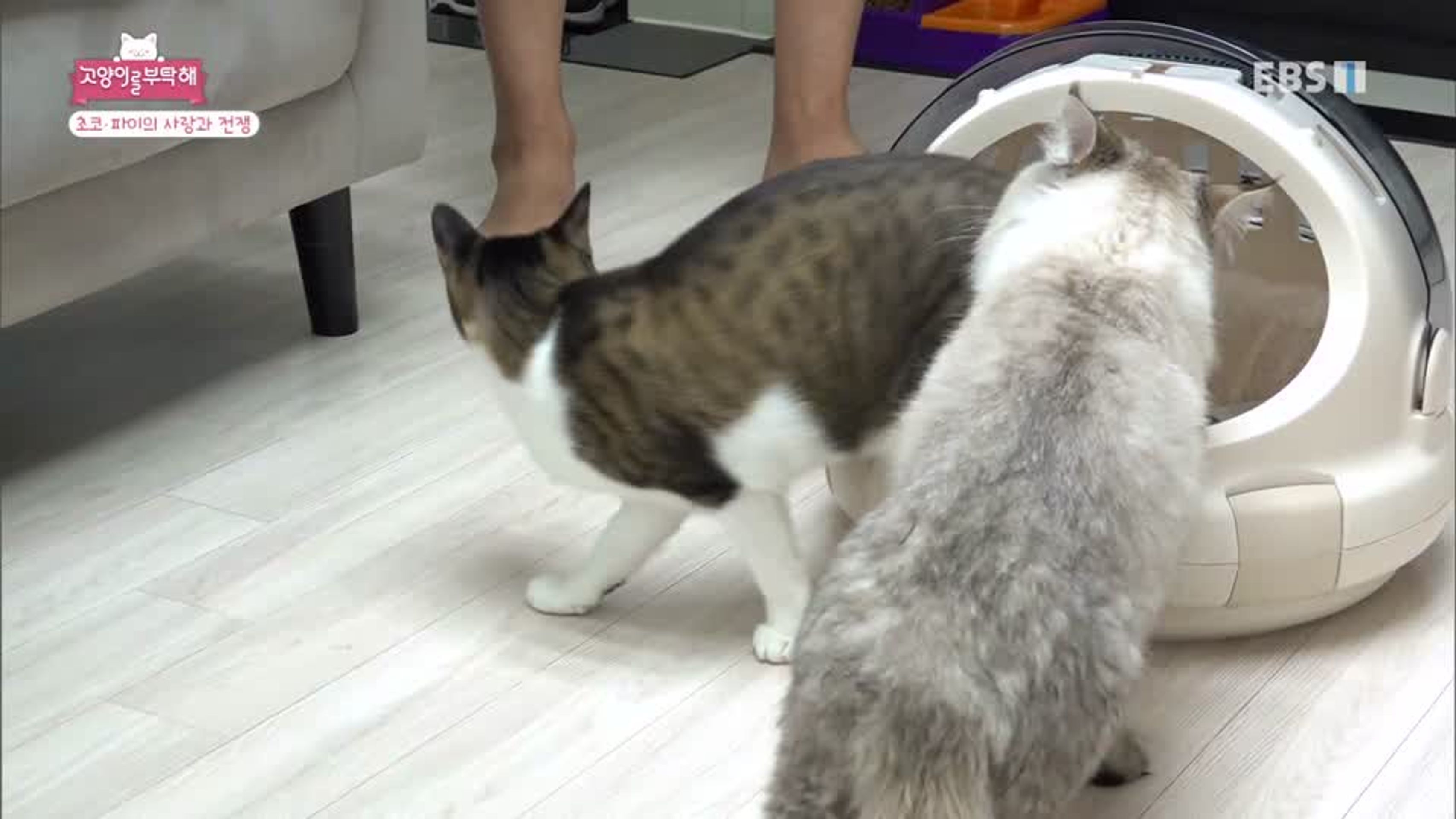 고양이를 부탁해 시즌 4
