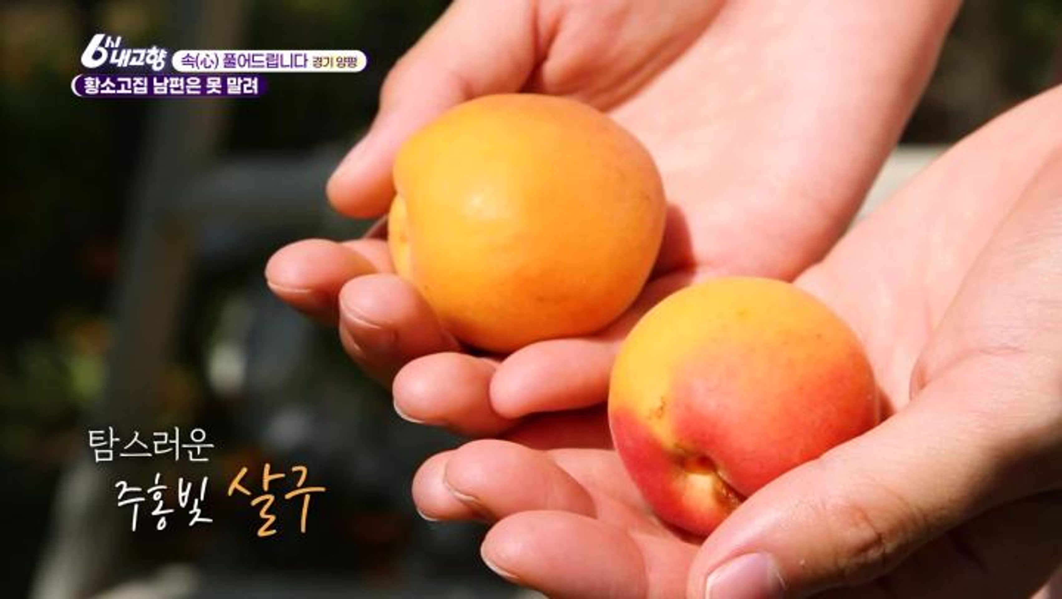 6시 내고향