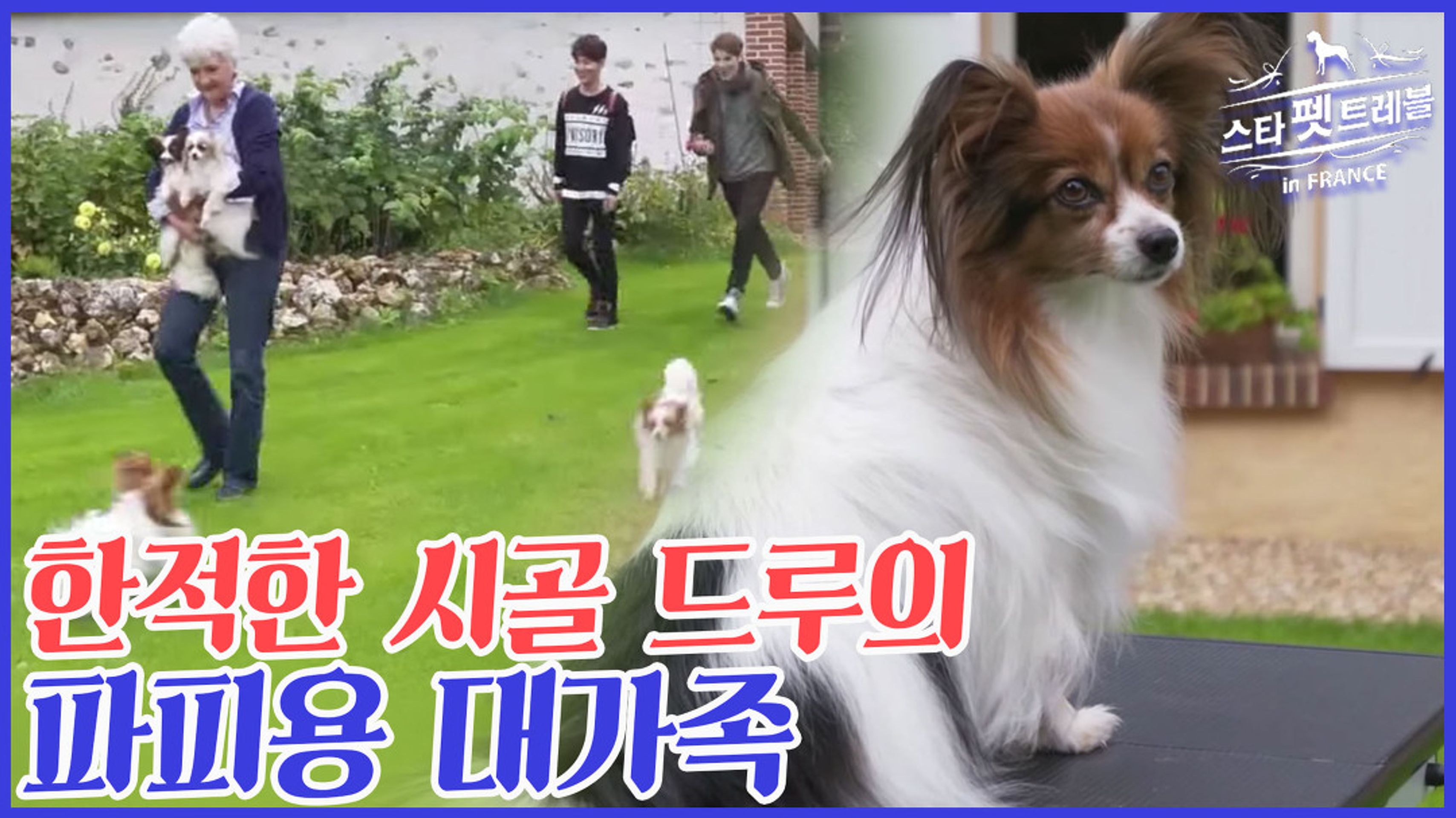 스타 펫 트래블 in FRANCE