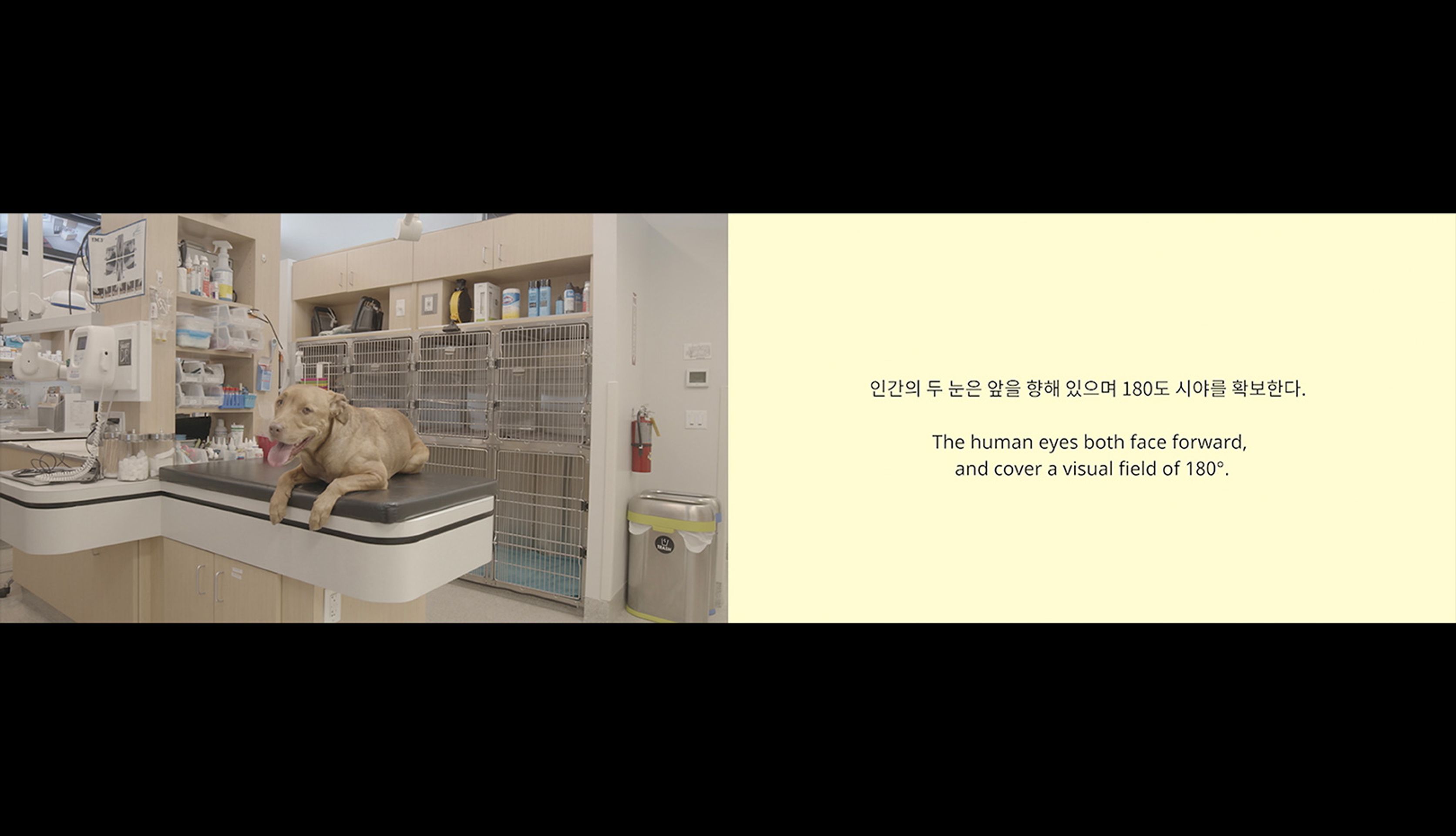 엘리의 눈
