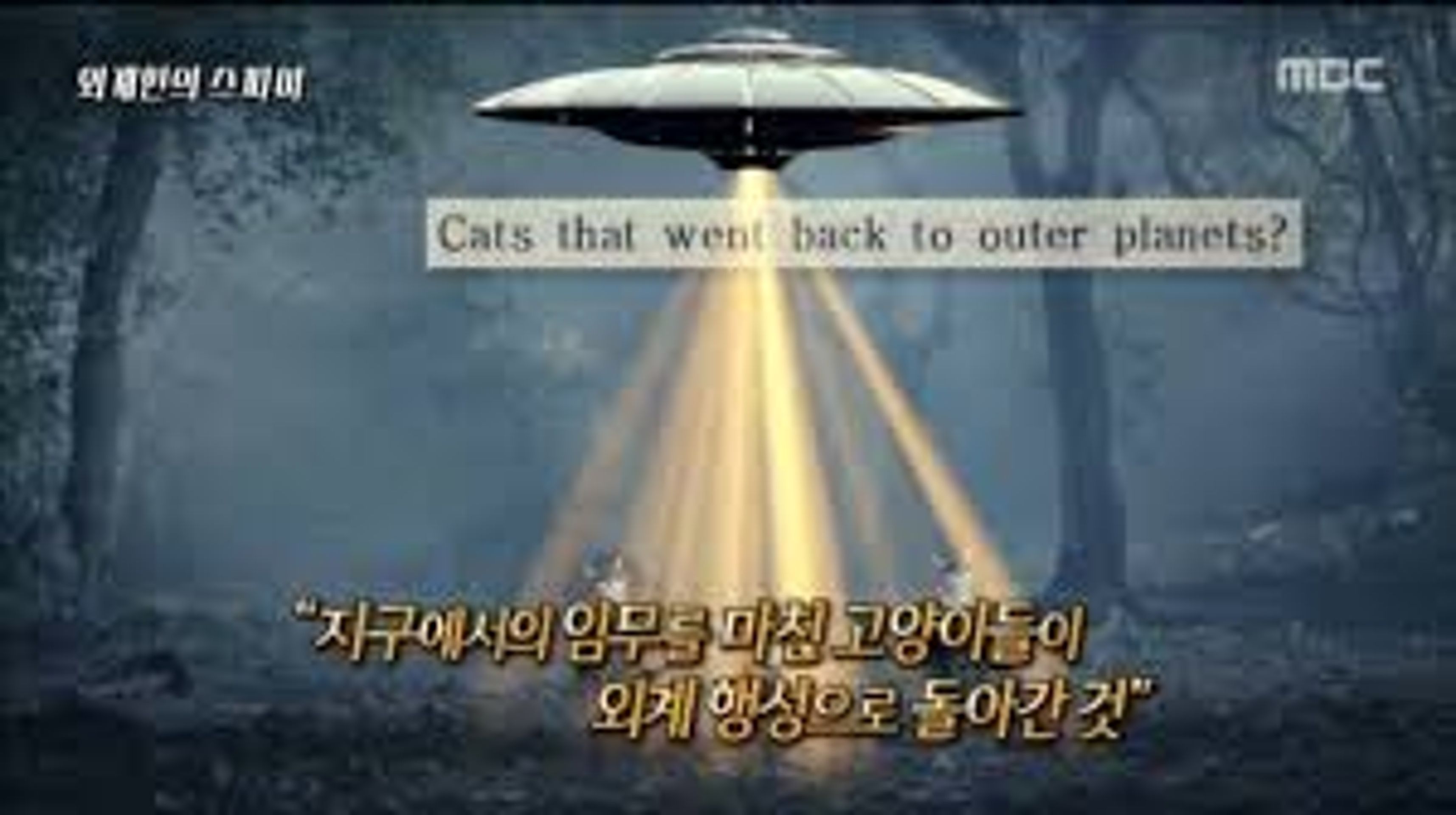 신비한 TV 서프라이즈