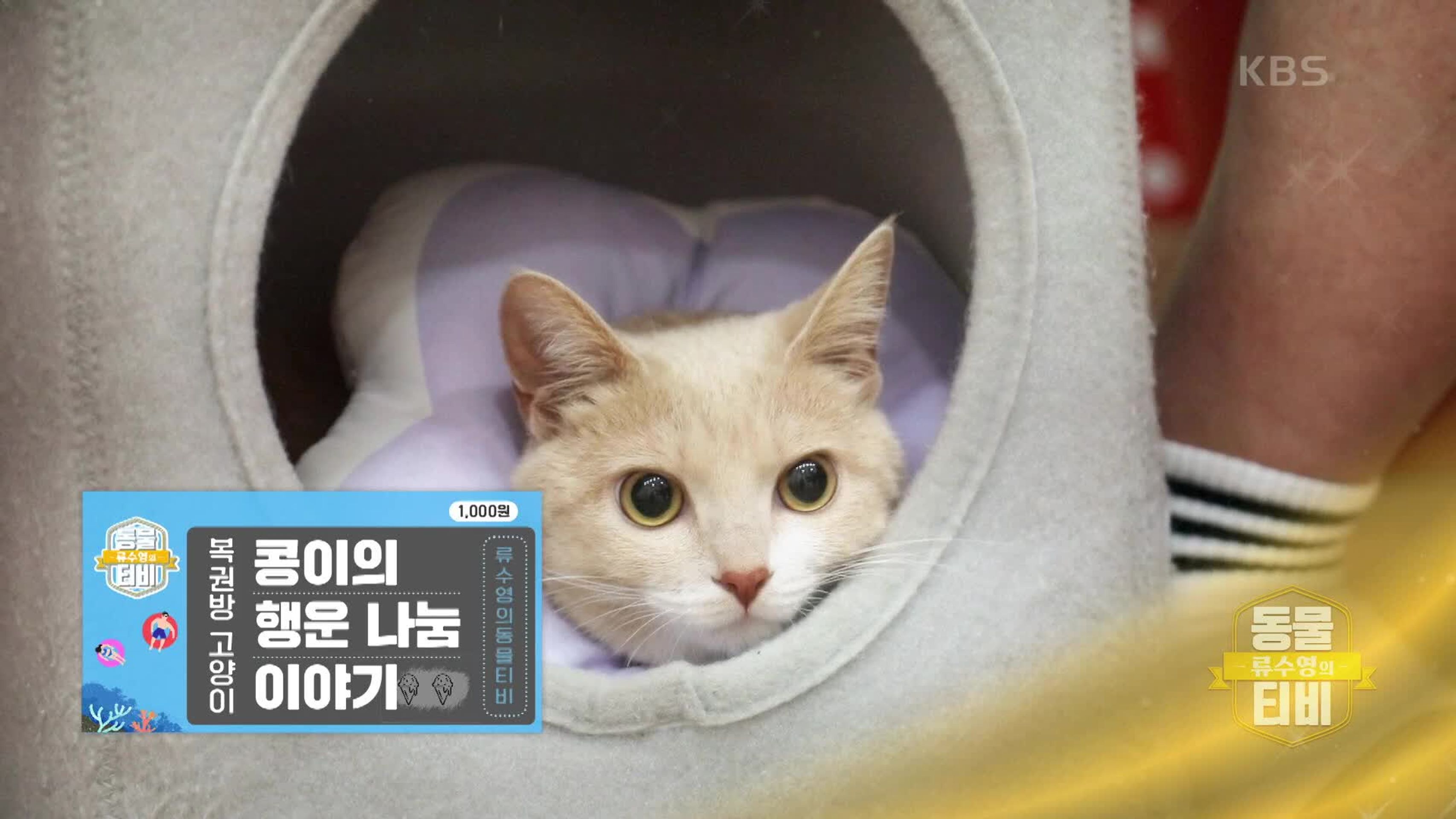 류수영의 동물티비