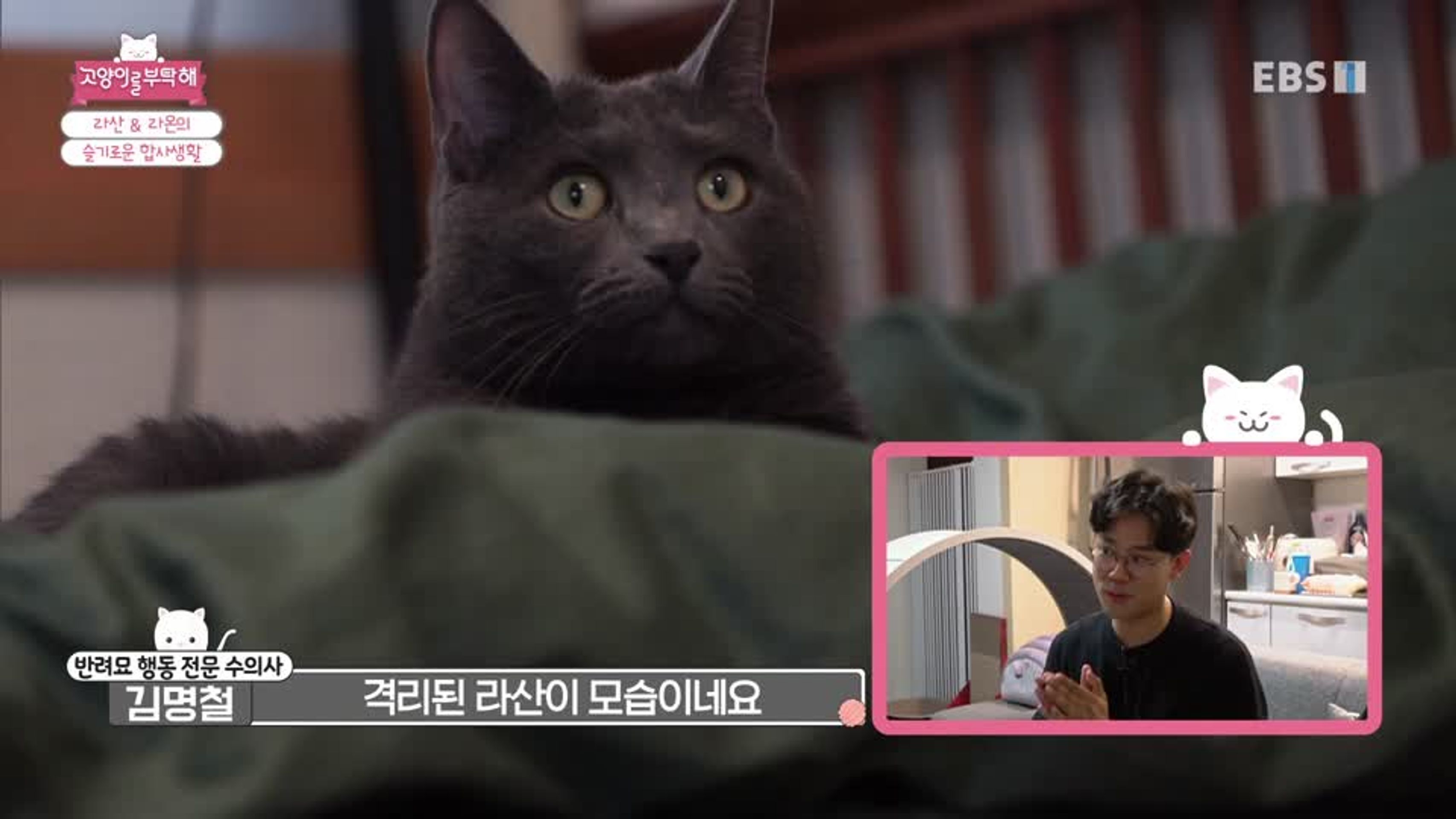 고양이를 부탁해 시즌 5